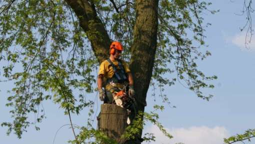 Bomen rooien Kelpen-Oler
